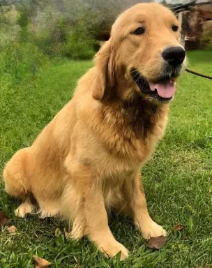GOLDEN RETRIEVER - złote szczeniaki 6