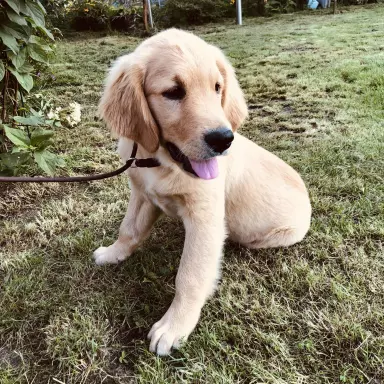 GOLDEN RETRIEVER - złote szczeniaki 1