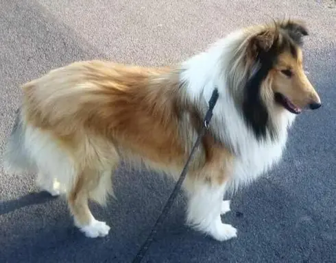 Pies owczarek szkocki collie 1