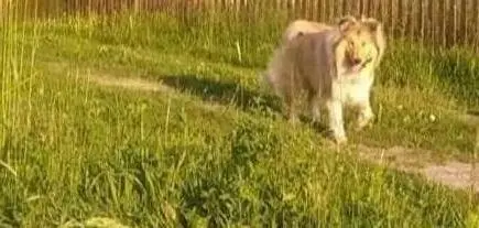 Pies owczarek szkocki collie 2