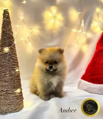 Pomeranian/ Szpic miniaturowy suczka 1