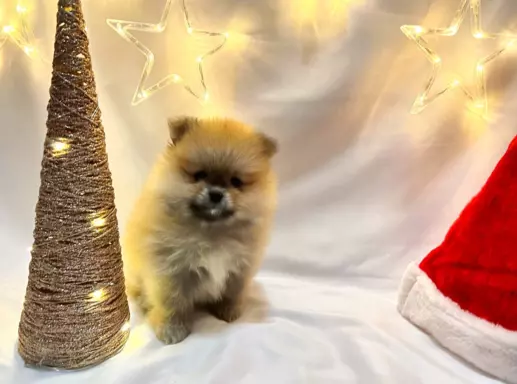 Pomeranian/ Szpic miniaturowy suczka 2