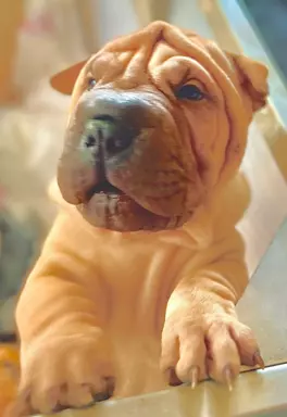 Sharpei szczeniaki z rodowodem 1