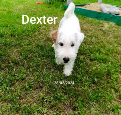 Dexter -piesek 1