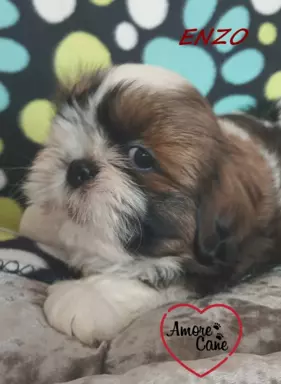 Przepiękny piesek shih-tzu ENZO-ZAREZERWOWANY. 4