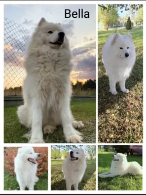 Szczeniaki Samoyed odbiór kwiecień 8
