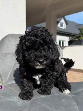 Cockapoo - pudel miniaturowy 4