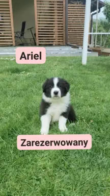 Piesek rasowy z pełną dokumentacja 1