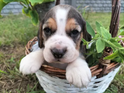 Cudowna sunia rasy Beagle 6