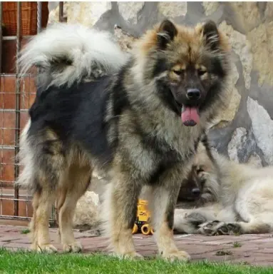 Eurasier - dostepne szczenięta 4