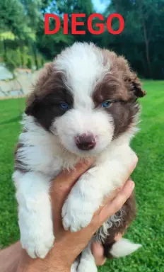 Border collie czekoladowe 1