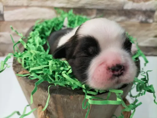 Cudowne szczenięta Shih tzu 1