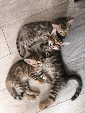 Kotki bengalskie 1