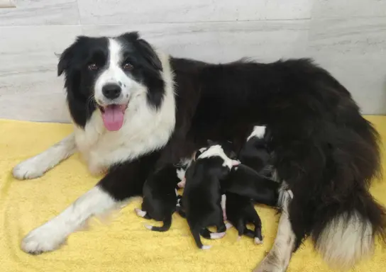 Suczka BORDER COLLIE z Hodowli - Rasowa z pełną dok. - Rezer 5