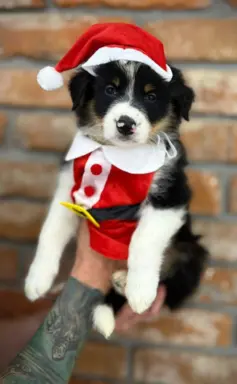 Border Collie szczeniaki 4