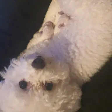 Szczenięta Bichon Frise 2