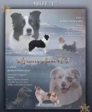 Szczeniak suczka border collie red merle ZKWP FCI 2