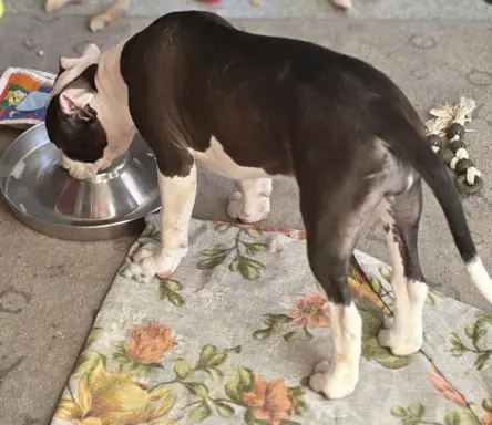 suczka ELOWEN All for You FCI 4