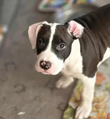 suczka ELOWEN All for You FCI 1