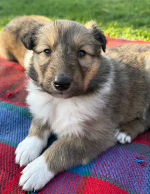 szczeniak owczarek szkocki collie 1