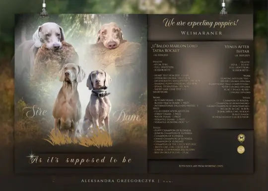 Szczenięta wyżeł Weimarski ZKwP FCI 1