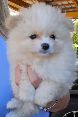 Szpic miniaturowy,pomeranian suczka 1