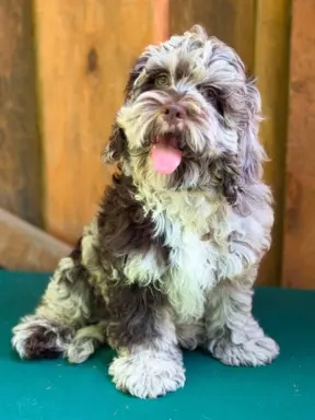Cockapoo - Merle/Choco/Choco Merle/Silver Merle/Black 2