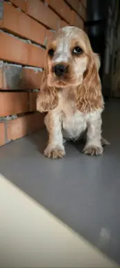 Cocker spaniel angielski szczenięta 2