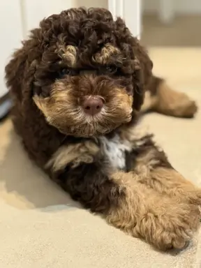 Wyjątkowy szczeniak Lagotto - nieliniejący DOGOTERAPIA ZKwP 9
