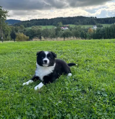 Szczeniaki Border Collie 3