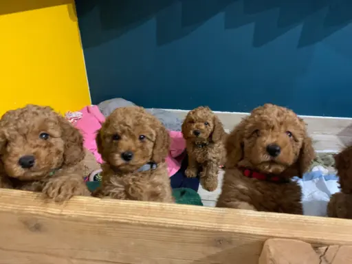 Pudel miniaturowy red 4