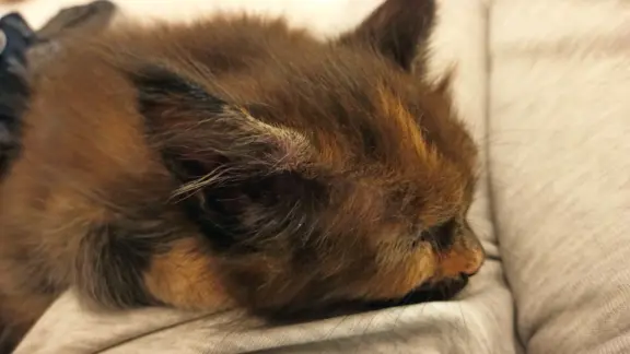 Kotka Aria szuka swojego domku 4