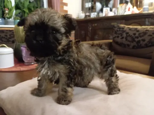 Oferuję do sprzedaży Sunię rasy Rosyjska Bolonka Kolorowa 1