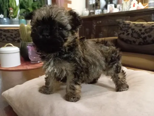 Oferuję do sprzedaży Sunię rasy Rosyjska Bolonka Kolorowa 3