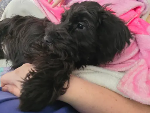 Sznaucer miniaturowy z badaniami genetycznymi 3