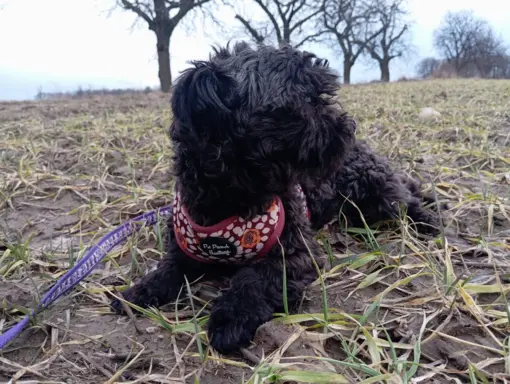 Ice Man piesek rasy Rosyjska Bolonka Kolorowa 6
