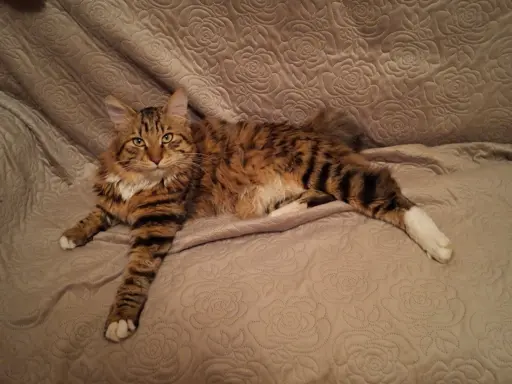 Dostępny reproduktor 2