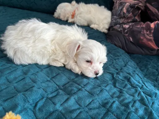 Cudowny maltanczyk 6