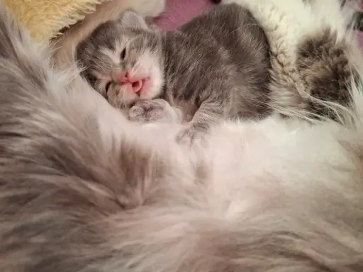 Maleńka Koteczka – ślicznotka z króliczym ogonkiem! 3