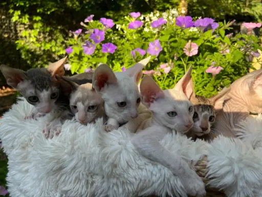 Cornish rex kotka lira wychowana z pieskami 6