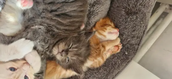 Kocur Maine Coon FPL/FIFE opcja hodowlana 3