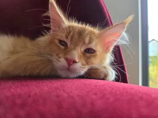 maine coon-cudowne kocurki gotowe na nowy dom 9