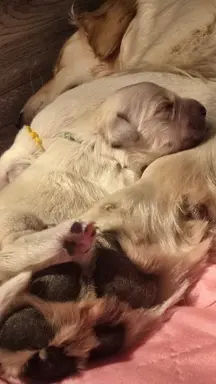 New litter 4