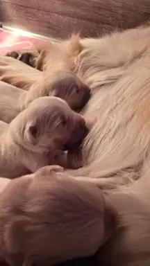 New litter 6