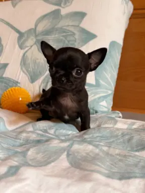 Chihuahua samiec XXS 1