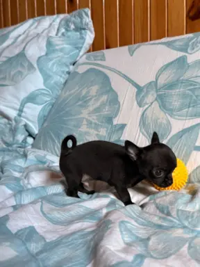 Chihuahua samiec XXS 3