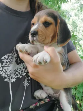 Szczeniaki beagle do rezerwacji 3