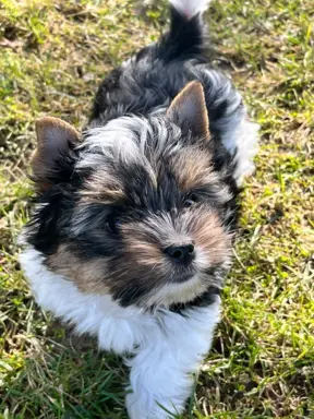 Biewer Yorkshire Teriier 6