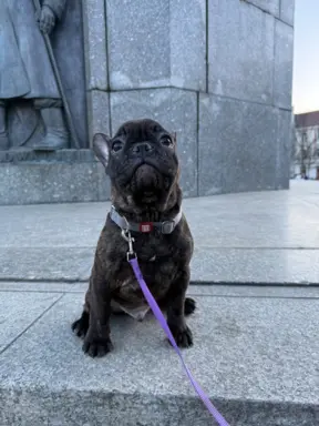 Szczenię Buldog Francuski samiec 3