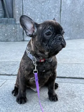 Szczenię Buldog Francuski samiec 1